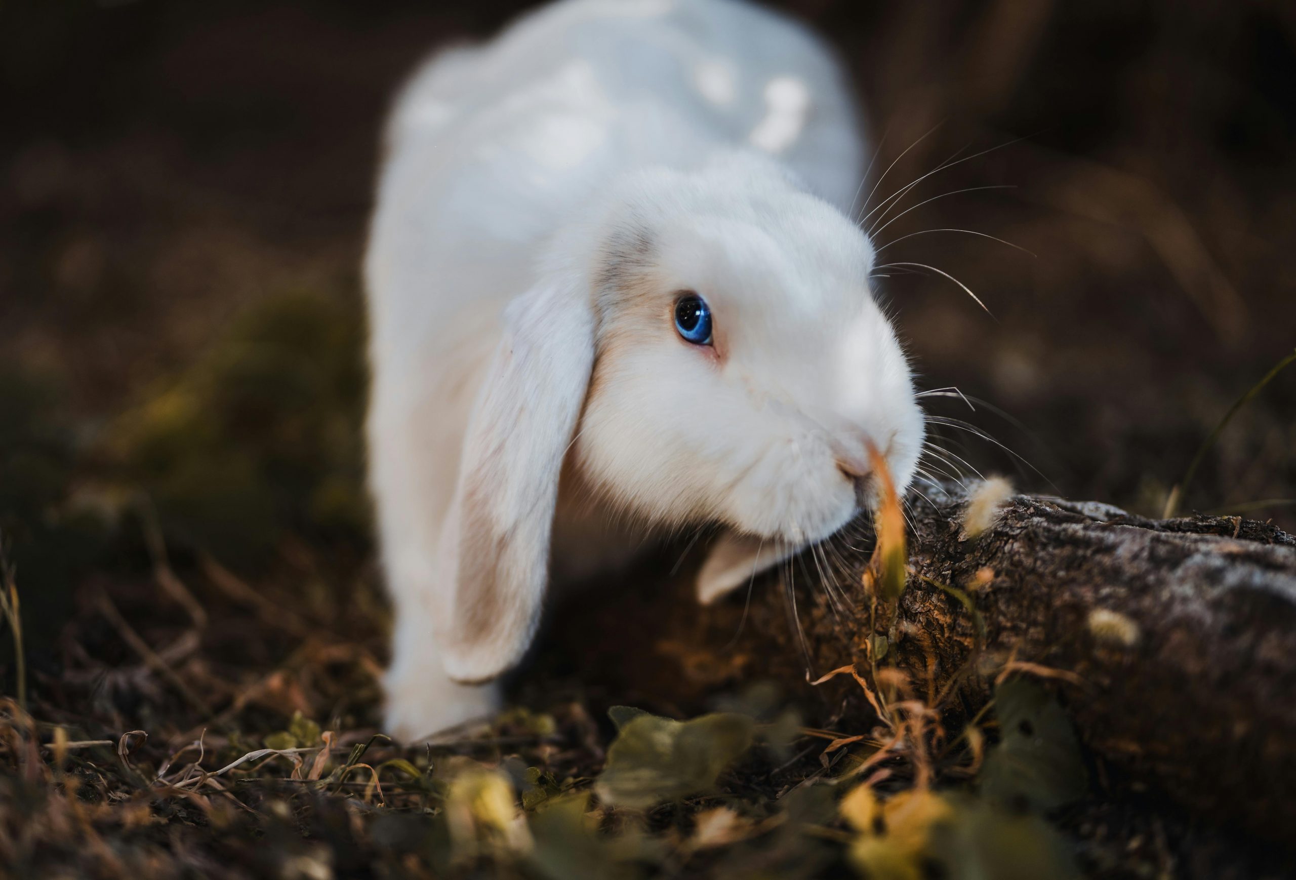 Pip